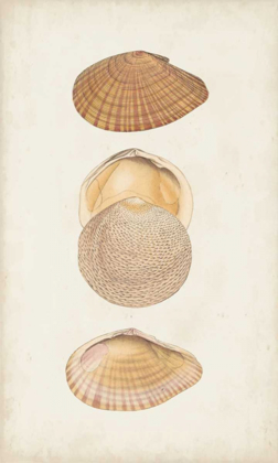 Picture of ANTIQUARIAN SHELL STUDY I