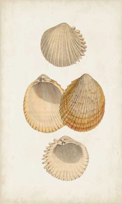 Picture of ANTIQUARIAN SHELL STUDY II