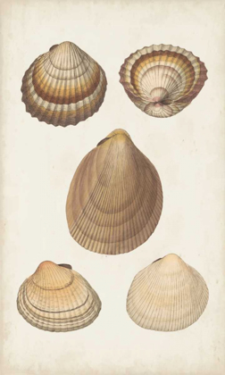 Picture of ANTIQUARIAN SHELL STUDY III