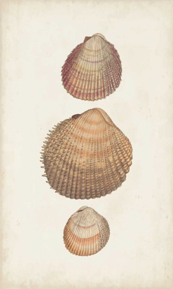 Picture of ANTIQUARIAN SHELL STUDY IV
