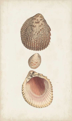 Picture of ANTIQUARIAN SHELL STUDY VI