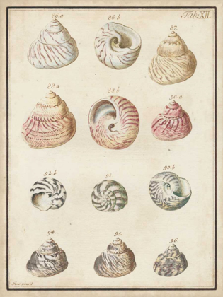 Picture of SEASHELL SYNOPSIS II