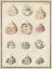 Picture of SEASHELL SYNOPSIS II