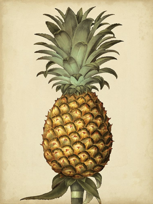 Picture of BROOKSHAW ANTIQUE PINEAPPLE I