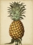 Picture of BROOKSHAW ANTIQUE PINEAPPLE I