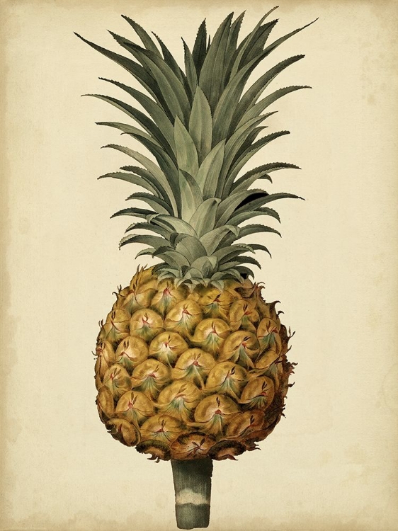 Picture of BROOKSHAW ANTIQUE PINEAPPLE II