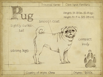 Picture of ANTIQUE PUG (ASH)