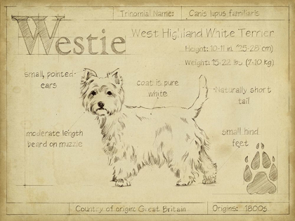 Picture of ANTIQUE WESTIE (ASH)