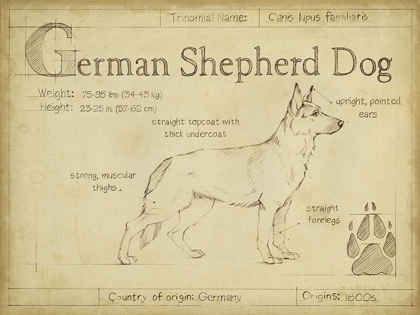 Picture of ANTIQUE GERMAN SHEPHERD (ASH)