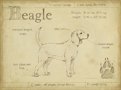 Picture of ANTIQUE BEAGLE (ASH)