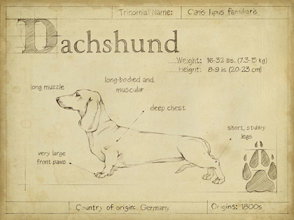 Picture of ANTIQUE DACHSUND (ASH)