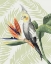 Picture of AVIAN PARADISE I