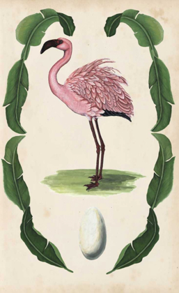 Picture of ANTIQUARIAN MENAGERIE - FLAMINGO II