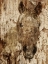 Picture of CHAMPAGNE HORSE I