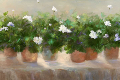 Picture of WHITE GERANIUMS
