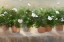 Picture of WHITE GERANIUMS