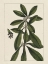 Picture of CUSTOM SILVA LEAVES II (ASH)