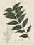 Picture of CUSTOM SILVA LEAVES III (ASH)
