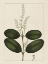Picture of CUSTOM SILVA LEAVES VI (ASH)