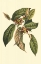 Picture of FLOURISHING FOLIAGE IV