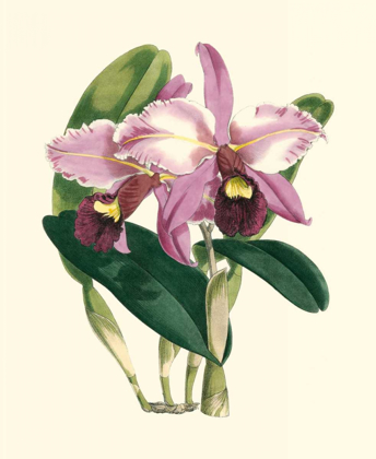 Picture of MAGNIFICENT ORCHID III