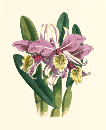 Picture of MAGNIFICENT ORCHID IV