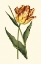 Picture of VINTAGE TULIPS I