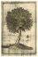 Picture of FRUITFUL REALM I