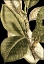 Picture of TRANQUIL TROPICAL LEAVES II