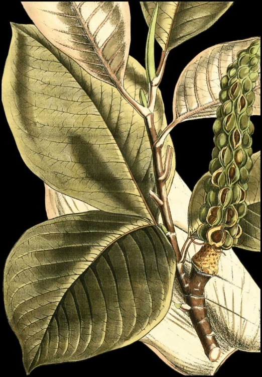Picture of TRANQUIL TROPICAL LEAVES II
