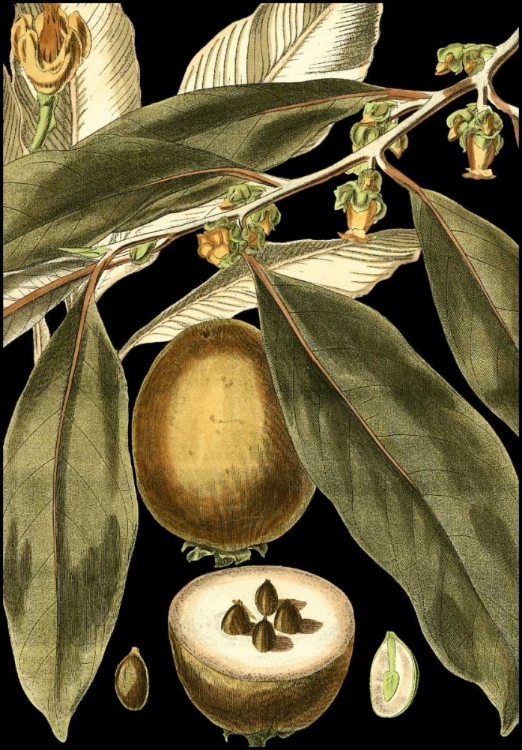 Picture of TRANQUIL TROPICAL LEAVES IV