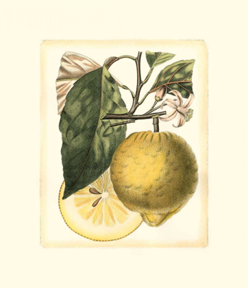 Picture of FRENCH LEMON STUDY I
