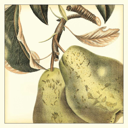 Picture of GRAPHIC PEAR