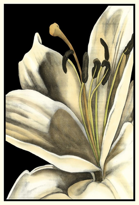 Picture of GRAPHIC LILY III