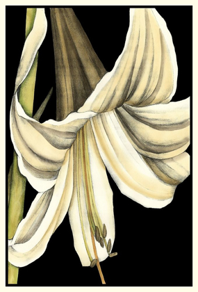Picture of GRAPHIC LILY IV