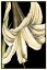 Picture of GRAPHIC LILY IV