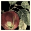 Picture of DRAMATIC APPLE
