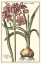 Picture of BOTANICAL BEAUTY I