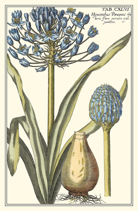 Picture of BOTANICAL BEAUTY II