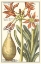 Picture of BOTANICAL BEAUTY III