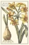 Picture of BOTANICAL BEAUTY IV