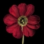 Picture of DRAMATIC BLOOMS I