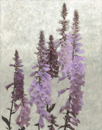 Picture of NON-EMBELLISHED FOXGLOVES I
