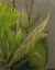 Picture of NON-EMBELLISHED DRAMATIC LEAVES II