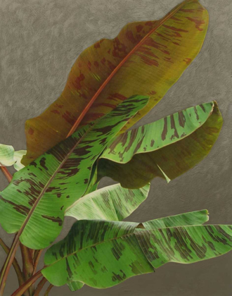 Picture of NON-EMBELLISHED DRAMATIC LEAVES IV