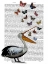 Picture of PELICAN AND BUTTERFLIES