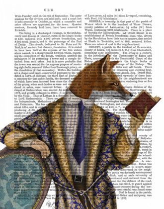 Picture of BOOK READER FOX