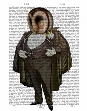 Picture of OWL AT THE OPERA