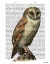Picture of BARN OWL