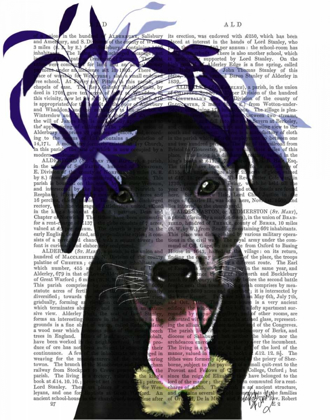 Picture of BLACK LABRADOR WITH BLUE FASCINATOR
